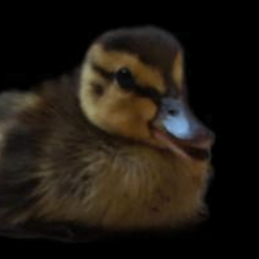 niet alle eendjes zwemmen in het water