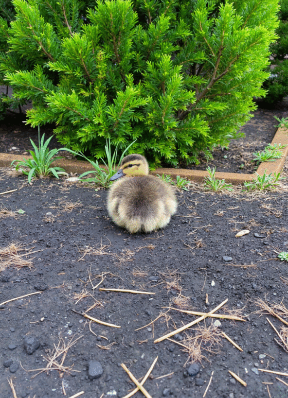 Eendenkuiken in de tuin, ver weg van de rivier
